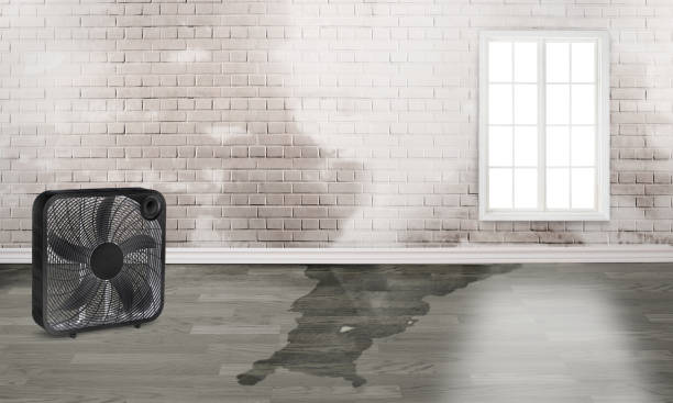 Best Emergency water damage restoration  in Spring Creek, NV